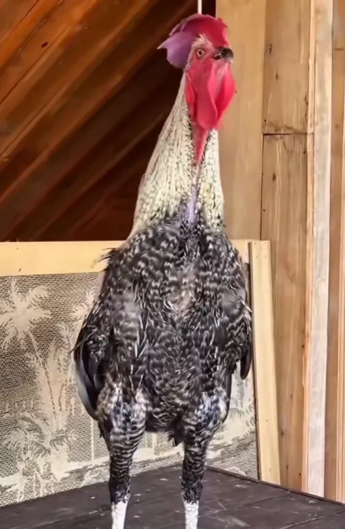 3v8JspK2FA3csdjFSHNUpxkocKvAuTLAB2twUfefpump