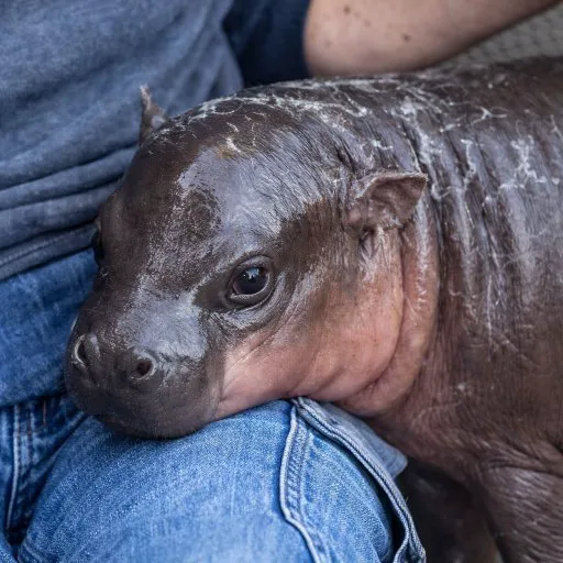 412zDygnwP9DzitnQVgRKUFFTDmrYScFch6P2k39pump