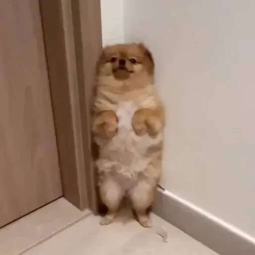 4ZRPKf5d17rNtgmHUjsNXXr7SwsyA2vaY5yjGDAWpump