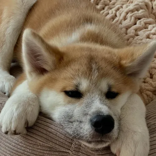 593zAshMghrUsKK5RypagMevTzg4ZnKcTmBJV8uspump