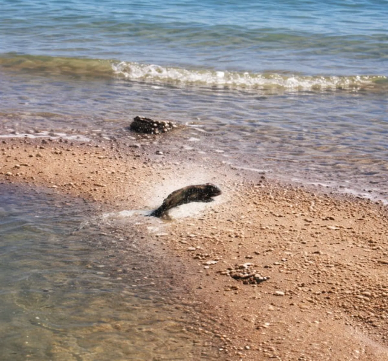 6i9jGZNgzH1XTdhYRZiTVTPCJz7fVhNhZnq9rSBvpump