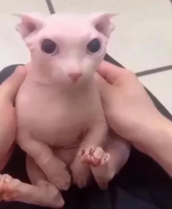 ABc1BqTSZEwZoZr6kJUyUCMQTTxWSh18DyK5GM4Spump