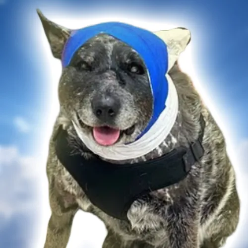 Apb9nDPUjX24MYAUKTqzyUnCyodq6kyDQnRPLXUNpump