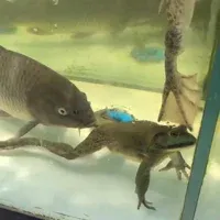 BtnCuSSnSVPSADqLepzPeCx4XkM4NgQSMuD1x4Mbpump