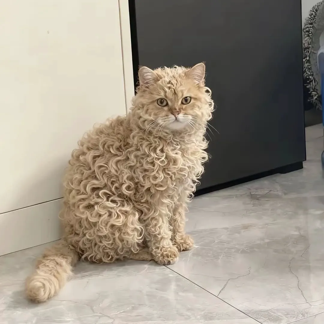 FgHog7szfbEhGmAHuwAMwvyQfJcHPdLLdLDpXEugTZn4