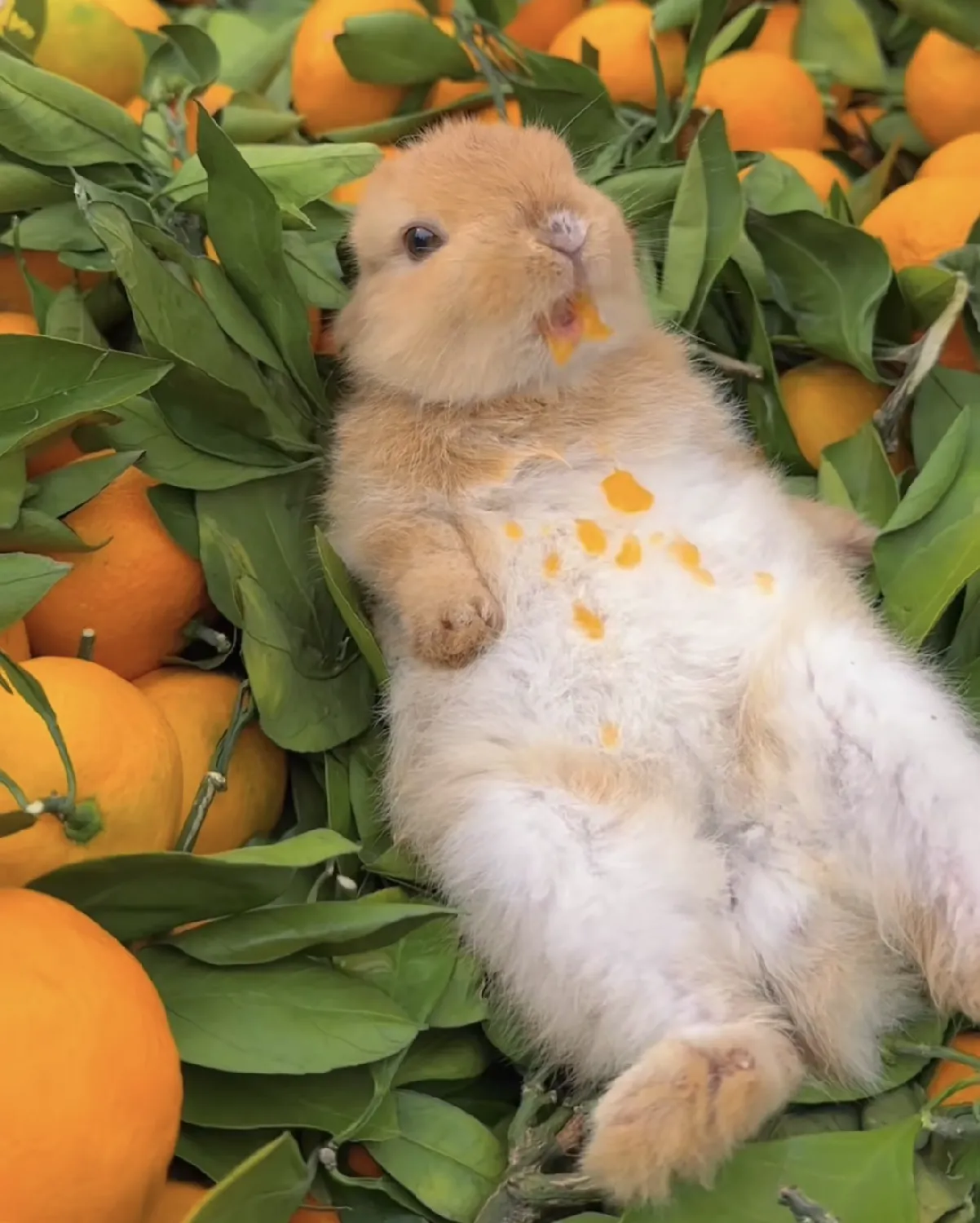 FhGp2JbJg6bPkAAWa4UA6nyrw6mZqbR4m8B2DYrfpump